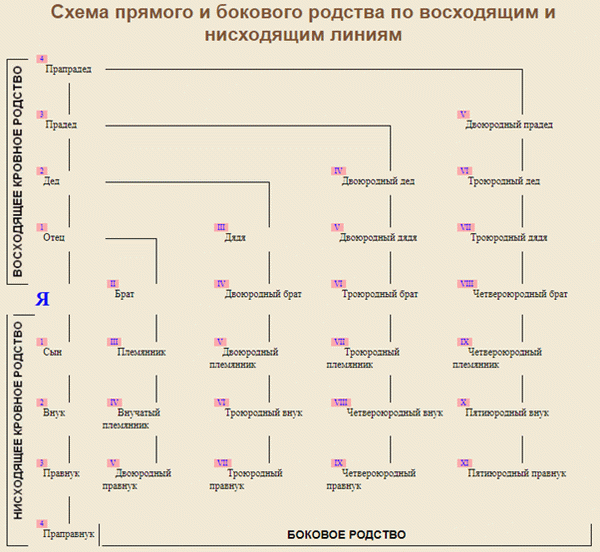 Схема прямого и бокового родства